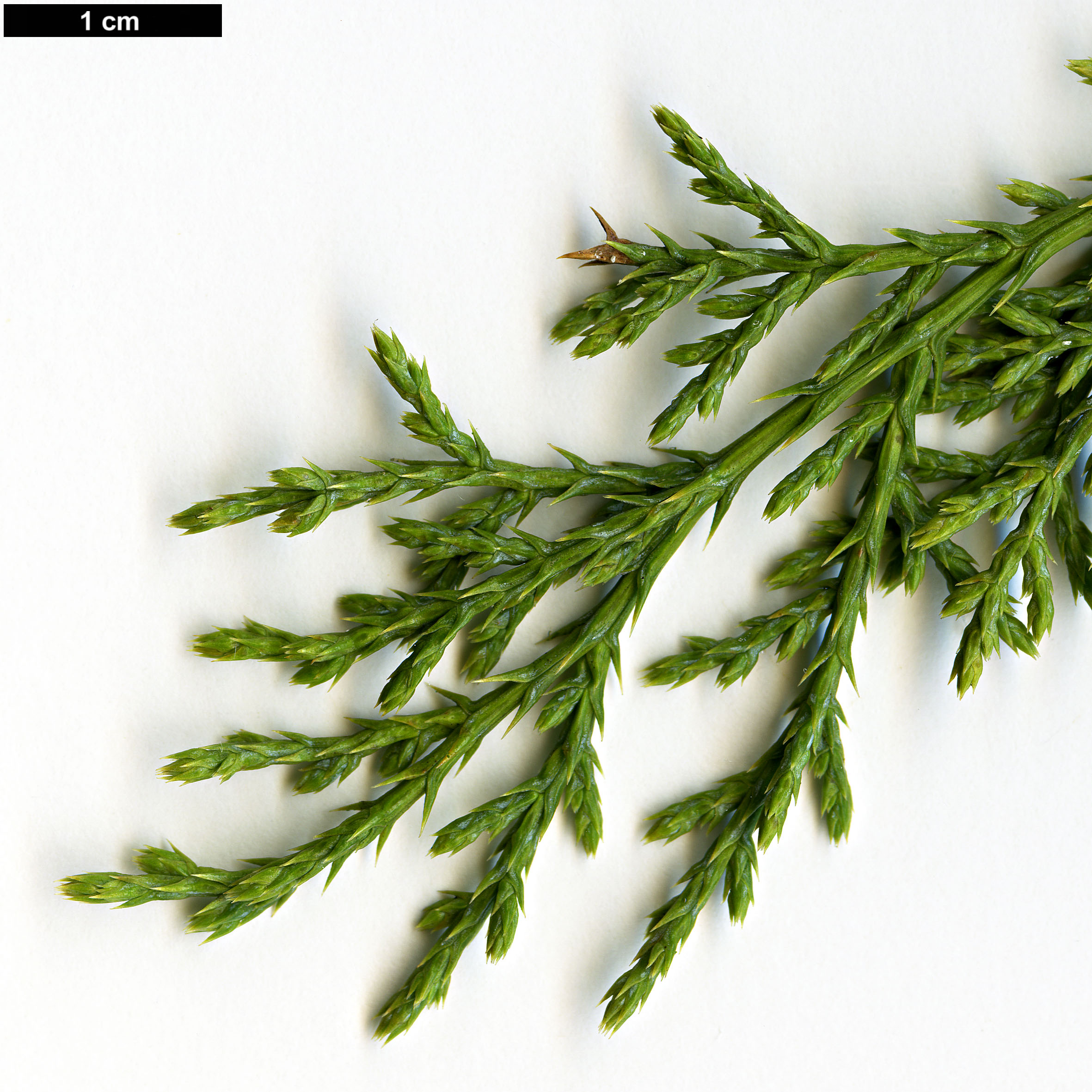 High resolution image: Family: Cupressaceae - Genus: Juniperus - Taxon: deppeana - SpeciesSub: var. sperryi